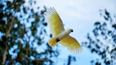 Нашествие какаду: тысячи попугаев атаковали австралийский город - mur.tv - Австралия