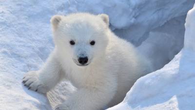 В Московском зоопарке приютили спасенного белого медвежонка - mur.tv - Красноярский край