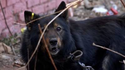 Вести. Дежурная часть. Чудом уцелели: бездомные собаки загнали школьников на дерево - mur.tv - республика Башкирия