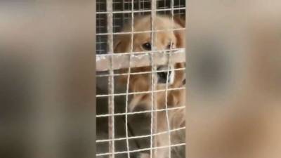 Китайский зоопарк показывал посетителям собаку вместо льва - mur.tv - Китай