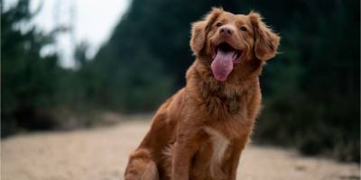 Действовать быстро и не паниковать. Что делать, если у вашей собаки обнаружен клещ - mur.tv