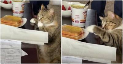 Подлый кот стащил хозяйский бутерброд - mur.tv - Сша - штат Иллинойс