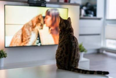 Смотрят ли кошки телевизор? - mur.tv