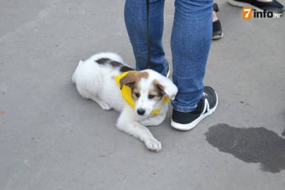 В Рязани пройдёт традиционная выставка беспородных собак - mur.tv - Рязань
