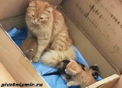 История о кошках, которые сами пришли в больницу с котятами в зубах - mur.tv - Турция - Измир