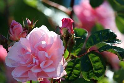 Леруа Мерлен - Как вырастить роскошные розы в своем саду - fokus-vnimaniya.com