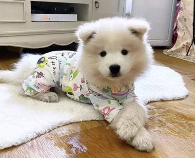Пора баиньки: милые фотки собак в домашних пижамах - mur.tv