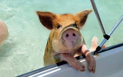 Такого вы еще не видели - плавающие в море свиньи попрошайки на Багамах » Тут гонева НЕТ! - goneva.net.ua - Багамы