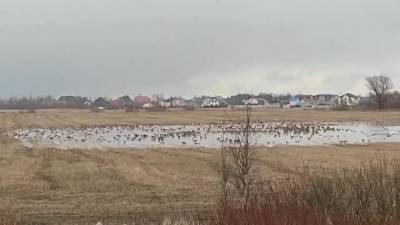 Возле поворота на Красный Бор отдыхают гуси и лебеди после перелета: видео - mur.tv - Санкт-Петербург