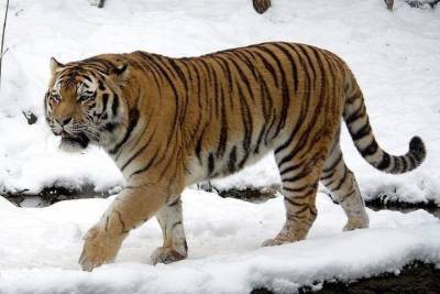 В Приморье пытаются поймать неуловимого тигра – похитителя собак - mur.tv - Приморье край