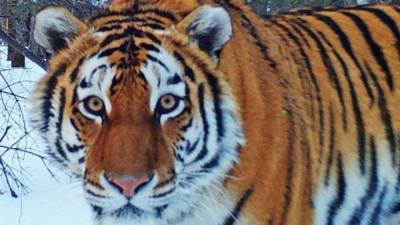 Похищающий собак тигр объявлен в розыск в Приморье - mur.tv - Приморье край