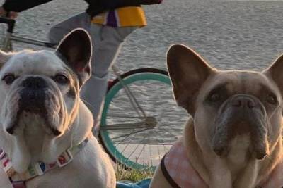Райан Фишер - Полиция Лос-Анджелеса арестовала пятерых человек по делу о похищении собак Леди Гаги - mur.tv - штат Калифорния - Лос-Анджелес