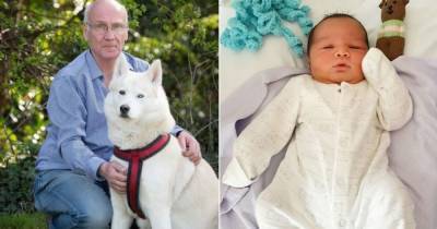 Собака хаски спасла брошенного в кустах младенца - mur.tv - Англия - Бирмингем