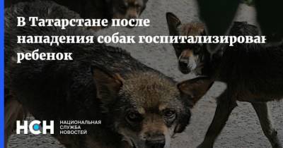 В Татарстане после нападения собак госпитализирован ребенок - mur.tv - республика Татарстан