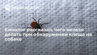Кинолог рассказал, чего нельзя делать при обнаружении клеща на собаке - mur.tv - Россия - Москва