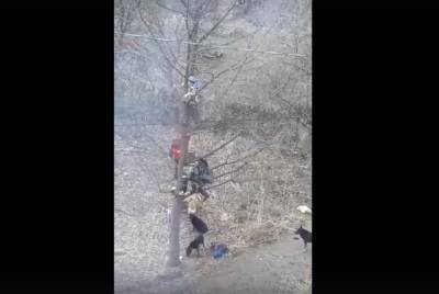 Фактом нападения бродячих собак на школьников в Башкирии заинтересовался Следком - mur.tv - республика Башкирия