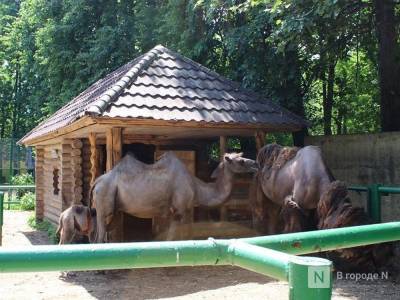 Детские площадки устанавливают на месте зоопарка Мишутка в парке Швейцария - mur.tv - Швейцария - Нижний Новгород