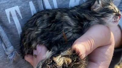 В приморском парке мать бросила новорожденных дальневосточных котят - mur.tv - Россия - Владивосток
