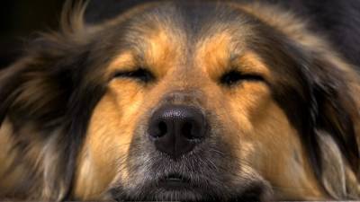 Найти по носу: новое приложение узнаёт пропавшую собаку по фото её носа - mur.tv - Сша