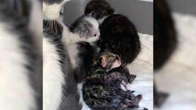 Видео из Сети. В приморском парке мать бросила новорожденных дальневосточных котят - mur.tv