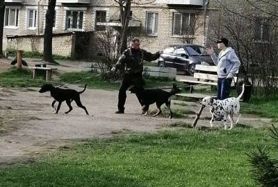 Так и заикаться начнем. В смоленском райцентре 4 собаки держат в страхе жителей многоэтажки соцсети - mur.tv