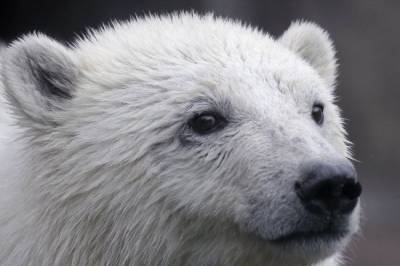 Светлана Акулова - Белый медвежонок-найденыш может остаться в Московском зоопарке - mur.tv - Красноярский край