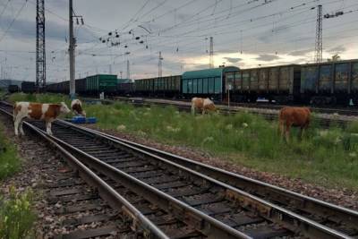 В Дагестане за разгул коров по рельсам спросят с глав городов - mur.tv - республика Дагестан