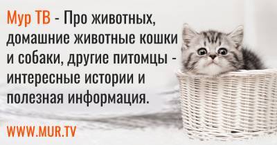 Ученый: Гибриды волки и собаки очень опасны и вредны для природы - mur.tv - Россия