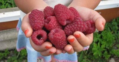 После такой подкормки ваша малина завалит вас урожаем крупных сладких ягод - lifehelper.one