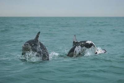 В Сочи в море обнаружили дельфина с белыми пятнами - mur.tv - Сочи
