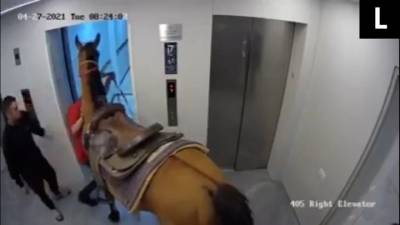 Вести. Дежурная часть. Двое мужчин решили прокатить лошадь на лифте в небоскребе - mur.tv - Израиль - Тель-Авив - Того