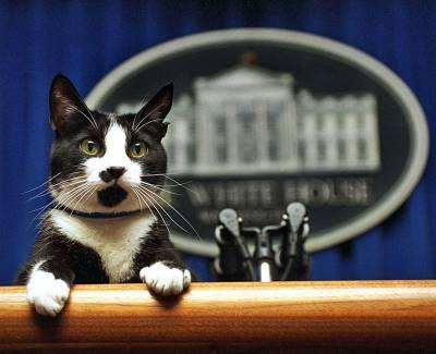 Джон Байден - Джордж Буш - Джилл Байден - Байдены решили завести кошку - mur.tv - Сша - Индия - штат Делавэр