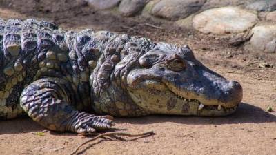 Аллигатор прилёг отдохнуть на оживлённом перекрёстке во Флориде - mur.tv - штат Флорида