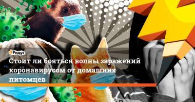 Александр Гинцбург - Стоит ли бояться волны заражений коронавирусом от домашних питомцев - mur.tv - Россия
