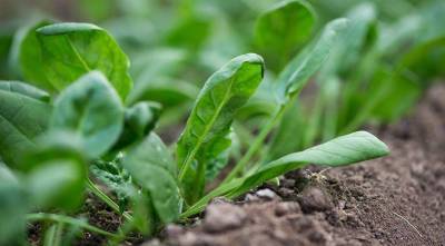 На майские обязательно посейте шпинат - полезную зелень и весенний сидерат - sadogorod.club