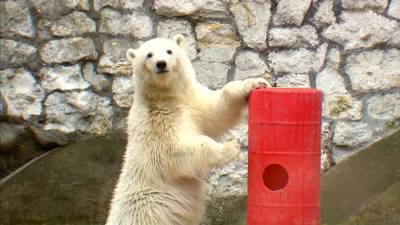 Вести в 20:00. С острова в зоопарк: осиротевший медвежонок обрел новый дом - mur.tv
