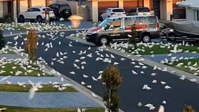 Тысячи попугаев атаковали жителей Австралии - mur.tv - Австралия