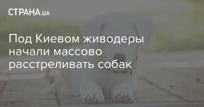 Под Киевом живодеры начали массово расстреливать собак - mur.tv - Одесса - Киев