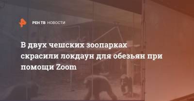 В двух чешских зоопарках скрасили локдаун для обезьян при помощи Zoom - mur.tv - Чехия