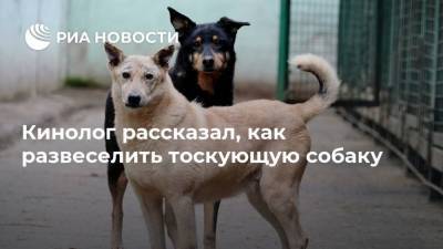 Владимир Голубев - Кинолог рассказал, как развеселить тоскующую собаку - mur.tv - Россия - Москва
