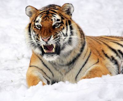 Тигр убил более десятка собак в Приморье - mur.tv - Приморье край