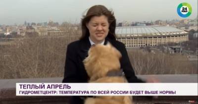 Собака украл микрофон в российской корреспондентки во время прямого эфира: видео распространяется в Сети - mur.tv - Москва - Грузия - Тбилиси