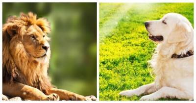 В китайском зоопарке подменили льва собакой - porosenka.net - Китай