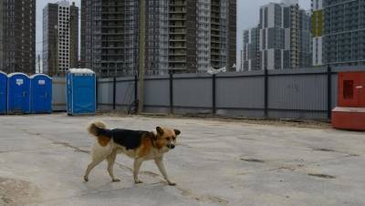 В Смольном назвали число безнадзорных собак в Петербурге - mur.tv - Санкт-Петербург
