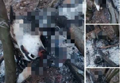 Липецкая полиция проверит информацию о жестоко убитой собаке - mur.tv - Липецк