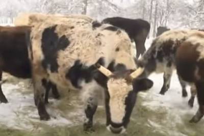 Новосибирские генетики открыли впервые ген морозоустойчивости у якутских коров - mur.tv - Англия