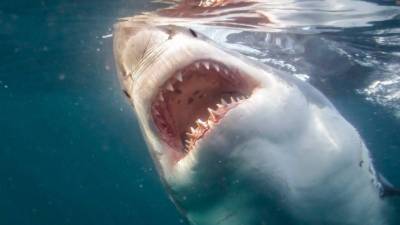 Уникальный случай: акула набросилась на крокодила в Австралии видео - mur.tv - Австралия