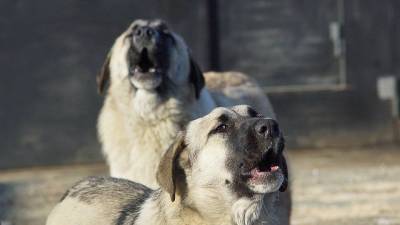 Собаки растерзали труп пенсионерки в Бурятии - mur.tv - республика Бурятия - район Заиграевский