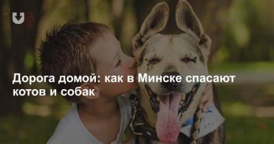 Дорога домой: как в Минске спасают котов и собак - mur.tv - Минск