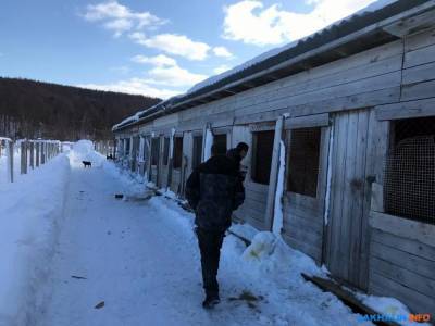 Подрядчик в Холмске отказался ловить бездомных собак из благих побуждений - mur.tv - Холмск